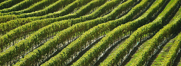 Vineyard On A Hill